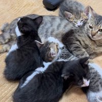 アメルちゃんの周囲に集まってくつろぐ子猫たち