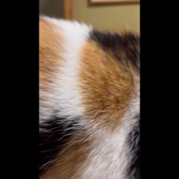 三毛柄アップ