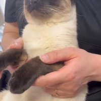 見上げる猫1