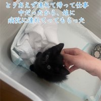 見上げる子猫