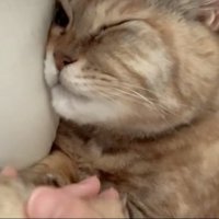 足を持たれる猫