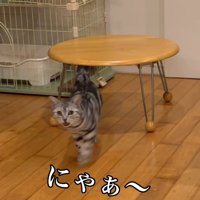 ママの声に返事をする猫