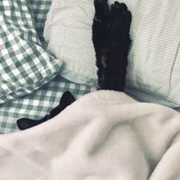 布団から前足を出して眠る猫