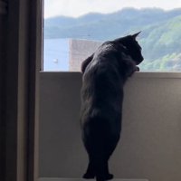 右を見る猫