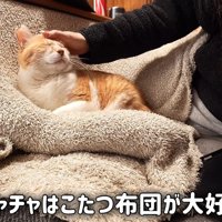 頭をなでられ目を細める猫