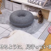 子猫を見守る猫