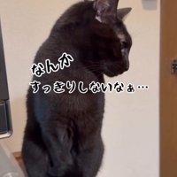 棚の上に乗って遠くを見つめる猫