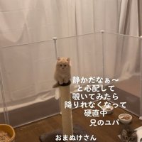 爪とぎポールに乗る子猫