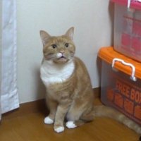 鳴く茶白のアップ