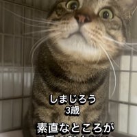 正面から見たキジトラ猫