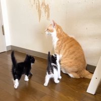茶トラ白猫に顔を近づける子猫