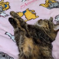 布団の上で気持ち良さそうに眠る猫