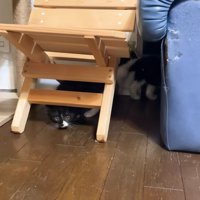 椅子の下に入り込む3匹の子猫