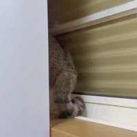 壁と窓の間に隠れる猫