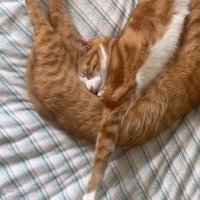 茶トラ猫の腹に顔を埋める茶白猫