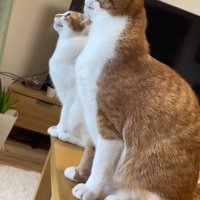見上げる2匹の猫
