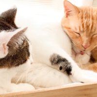 くっついて寝ている二匹の猫