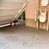外階段の下にいる猫