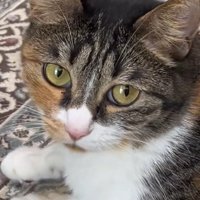 三毛猫の顔のアップ