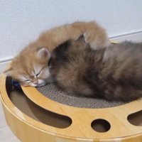 爪とぎで寝る2匹の猫