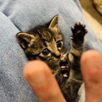投稿主さんの真似をして万歳する子猫
