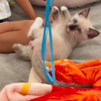 女の子が振る猫じゃらしを目で追う子猫