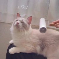 粘着テープを当てられてうっとりとした表情を見せる猫