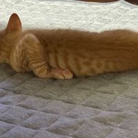寝ている子猫