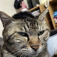 頭の毛が逆立っている猫