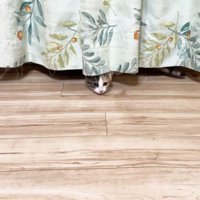 カーテンの裾からお顔を覗かせる子猫