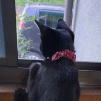 窓の外を眺める黒猫