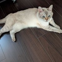 室内にいる猫