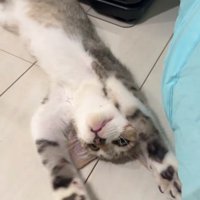 仰向けの子猫