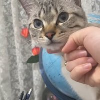 カーテンの前で飼い主にアゴを撫でられている猫