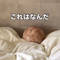 まんまるになった猫