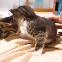 振り返って