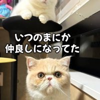 カメラ目線の2匹の猫