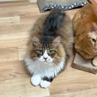 一緒にふせている2匹の猫