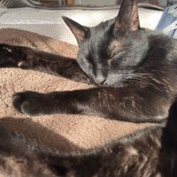 寝ている猫