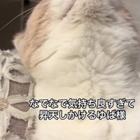 「なでなで気持ち良すぎて...」のテロップ写真3