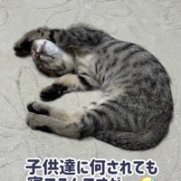 お腹を見せて寝る子猫