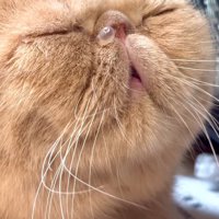 気持ち良さそうな顔をして眠る猫