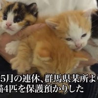 4匹の兄弟猫の写真