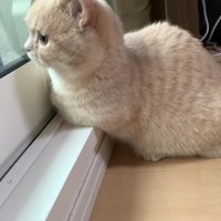 外を見ているむぎちゃん