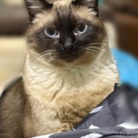 圧のあるこじろーくん