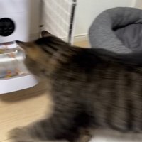 走る猫
