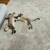 寝転がる猫たち