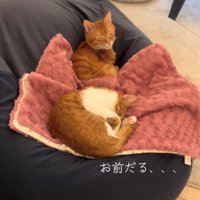 ビーズクッションの上で寝ている2匹の猫