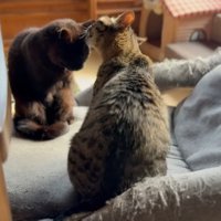 毛づくろいをしあう2匹の猫