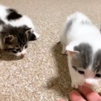 手に乗ってくる子猫